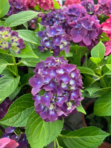 KUN 89 kr. for store hortensia