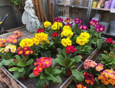 Forår hos Midtjysk Blomstermarked