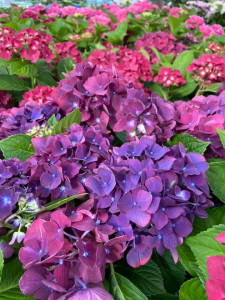KUN 89 kr. for store hortensia