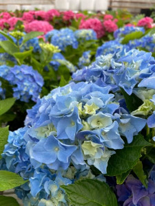 KUN 89 kr. for store hortensia