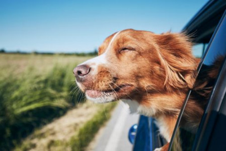 Hvis en hund forvolder dig skade...