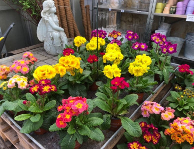 Masser af gode tilbud hos Midtjysk Blomstermarked